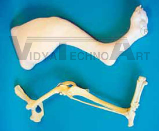 Canine hindlimb, foam coat